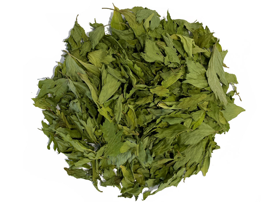 Livèche - Feuilles coupées de Levisticum officinale