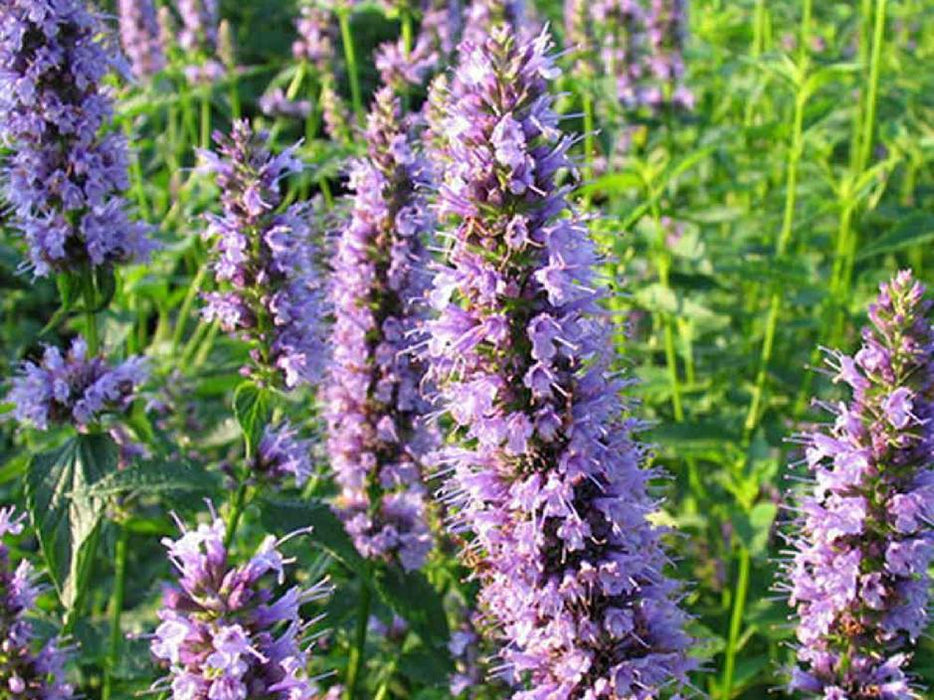 Agastache - Feuilles entières et sommités fleuries d’Agastache foeniculum -
