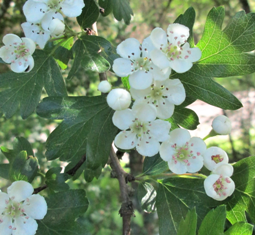 Aubépine - feuilles entières de Crataegus