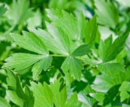 Livèche - Feuilles coupées de Levisticum officinale