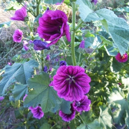 Mauve sylvestre - Boutons de fleur de Malva sylvestris -