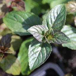 Menthe chocolat - Feuilles entières de Mentha piperita 'Chocolate Mint'