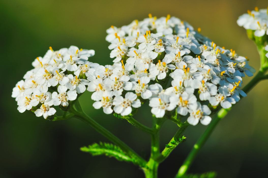 Achillée millefeuille - Sommités fleuries d’Achilea millefolium -