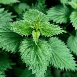 Ortie - Feuilles entières d’Urtica dioica -
