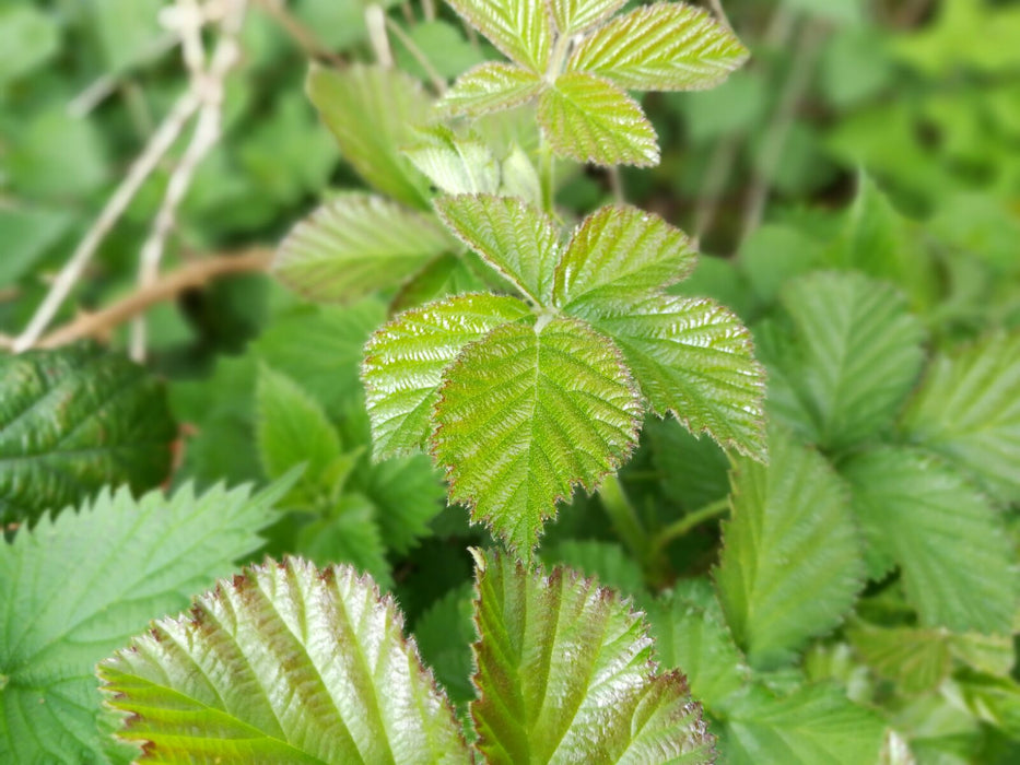 Ronce - Feuilles entières séchées de Rubus plicatus