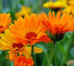 Souci (Calendula) - Boutons de fleur de Calendula officinal -