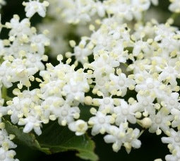 Sureau - Fleurs entières de Sambucus nigra