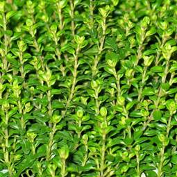 Thym citron - Feuilles de Thymus citriodorus