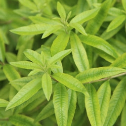 Verveine citron - Feuilles entières d’Aloysia citrodora